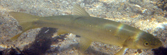 Ptychocheilus oregonensis