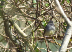 Serpophaga griseicapilla