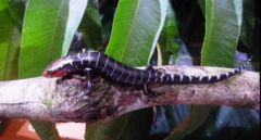 Diploglossus monotropis