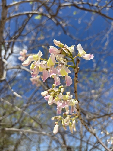 Gliricidia sepium - Whole tree