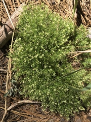 Galium andrewsii