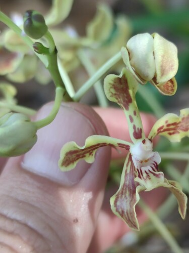 Vanda lamellata iNat (3)
