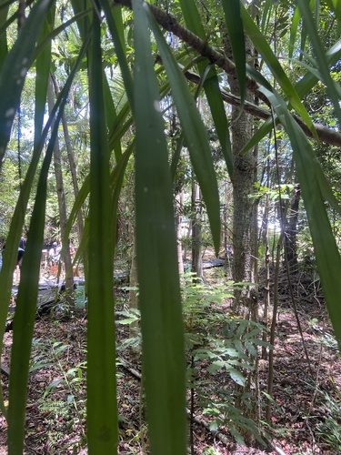 Foto de Dracena-preta