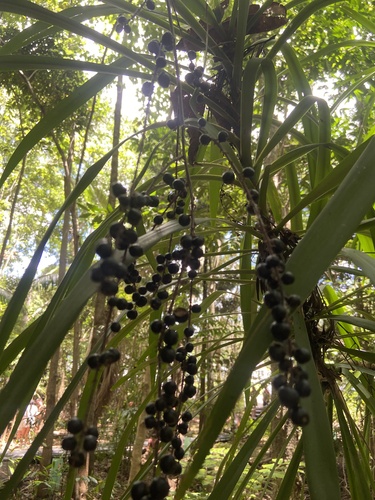 Foto de Dracena-preta
