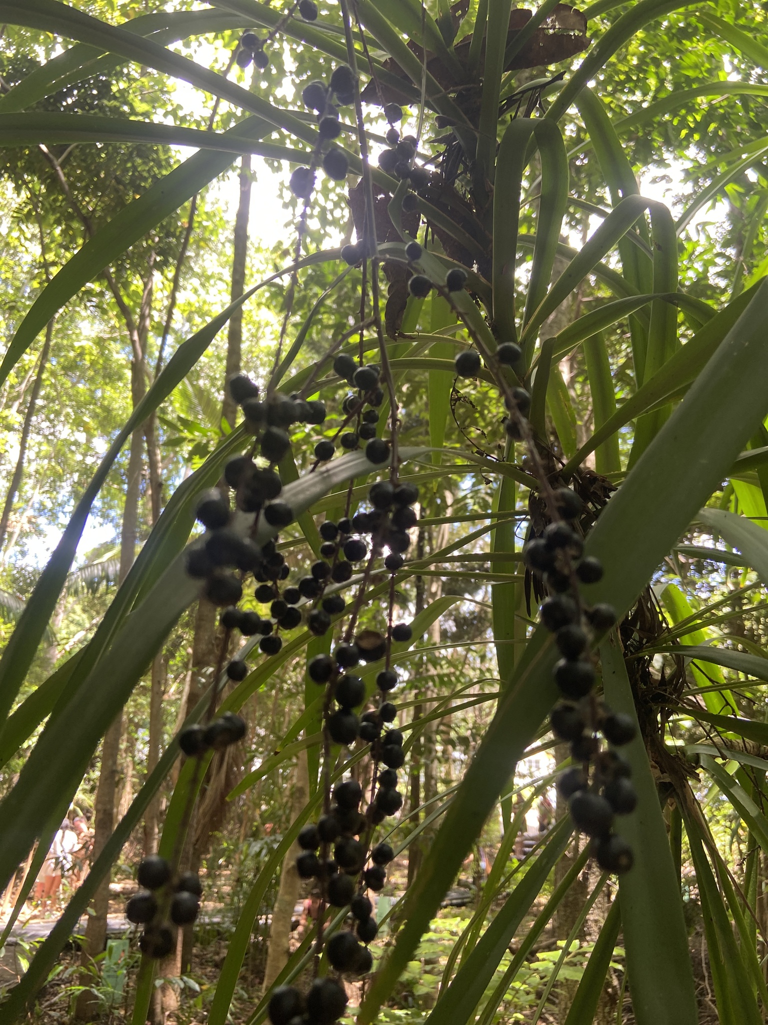 Imagem de Dracena-preta