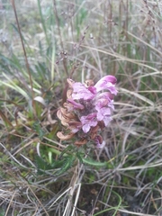 Pedicularis hirsuta