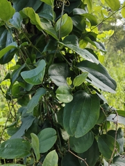 © Hendrik McCarthy, some rights reserved (CC-BY-NC)