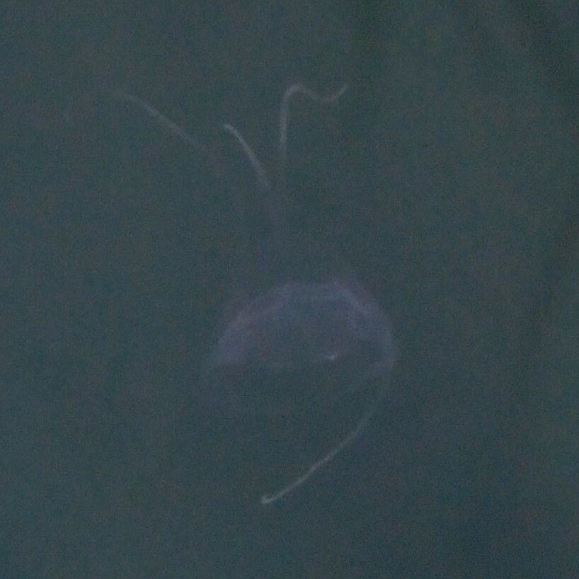 Solmundaegina nematophora Lindsay, 2017