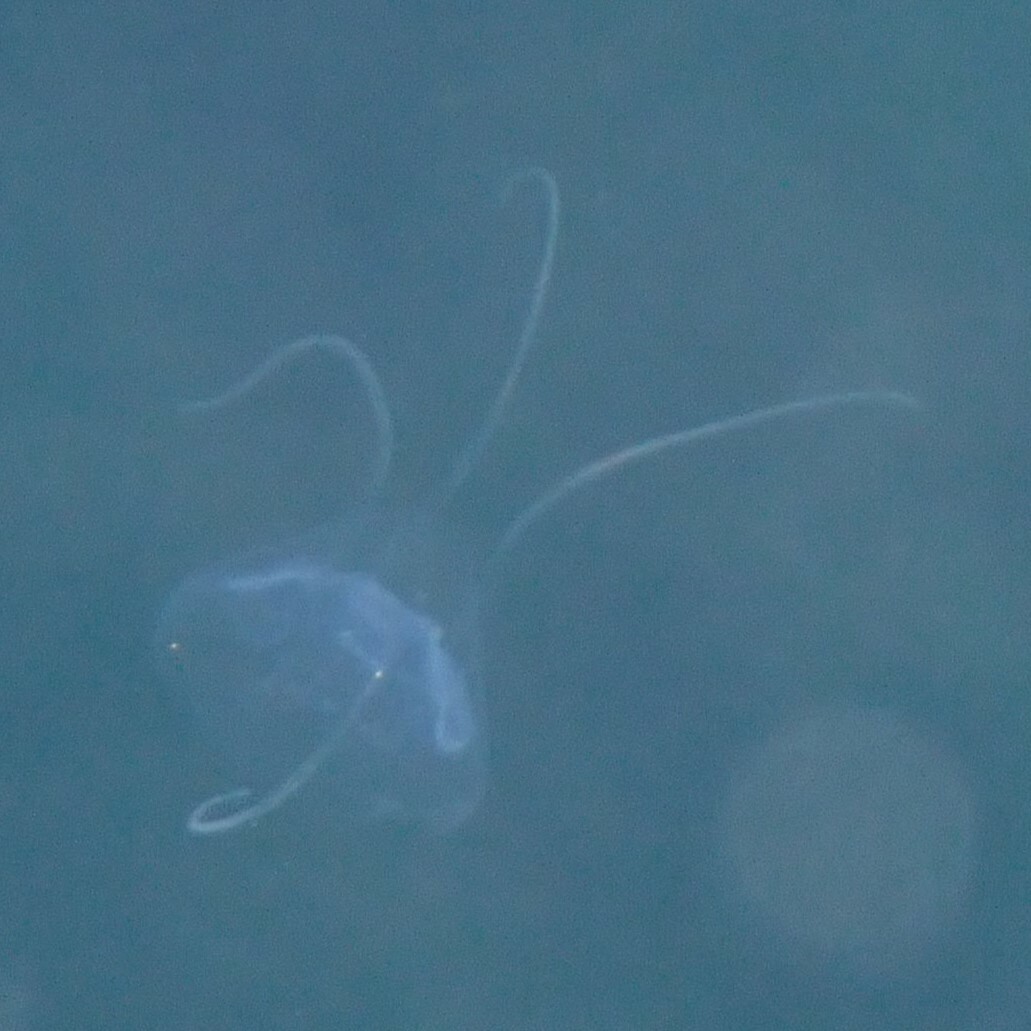 Solmundaegina nematophora Lindsay, 2017