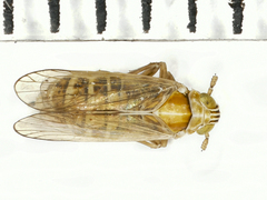 Dicranotropis hamata