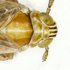 Dicranotropis hamata