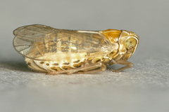 Dicranotropis hamata