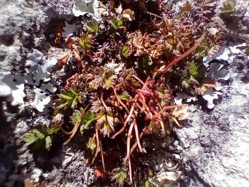 Image of Acaena microphylla by (c) John Barkla, some rights reserved (CC BY)