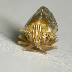 Dicranotropis hamata