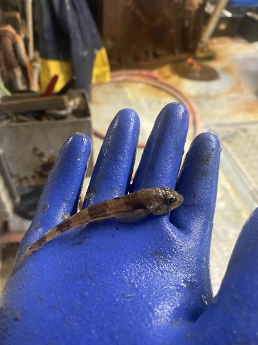 Moustache sculpin (Triglops murrayi) — Cottidae — 4