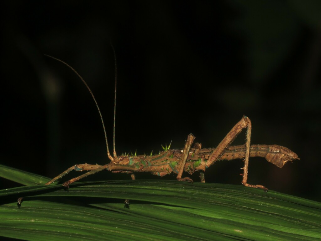 Haaniella saussurei