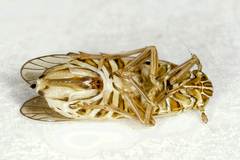 Dicranotropis hamata