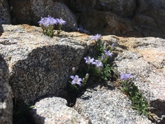Campanula shetleri