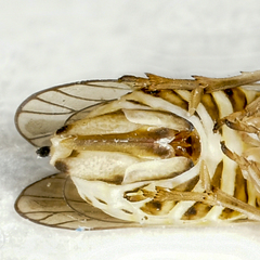 Dicranotropis hamata