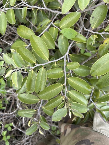 Diospyros sandwicensis observed 2025-01-27