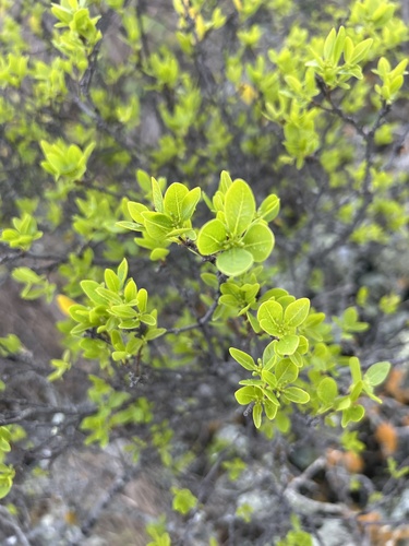 Wikstroemia oahuensis observed 2025-01-27