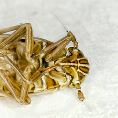 Dicranotropis hamata