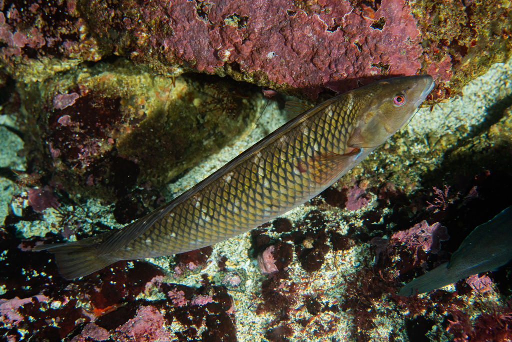 Juan Fernández Wrasse