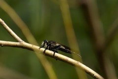 Promachus painteri