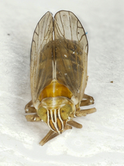Dicranotropis hamata