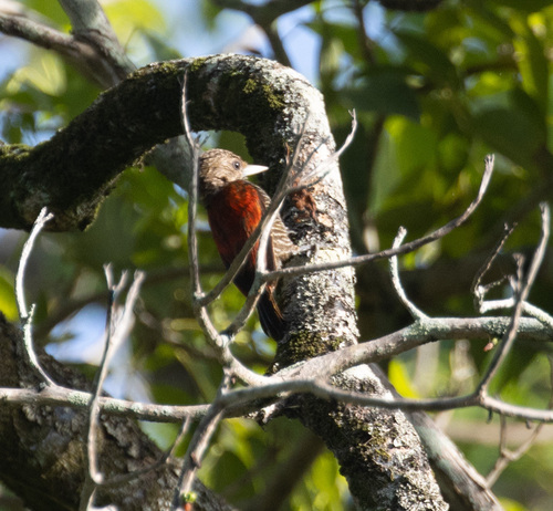 Blood-colored Woodpecker (Veniliornis sanguineus), photo 3