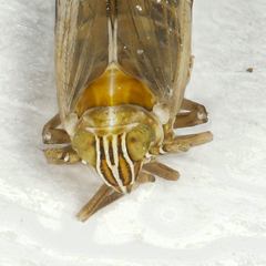 Dicranotropis hamata