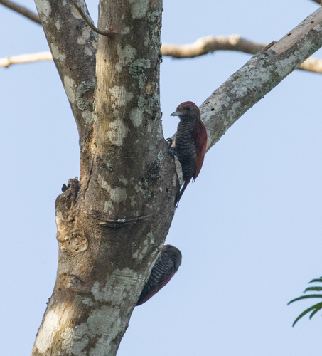 Blood-colored Woodpecker (Veniliornis sanguineus), photo 10