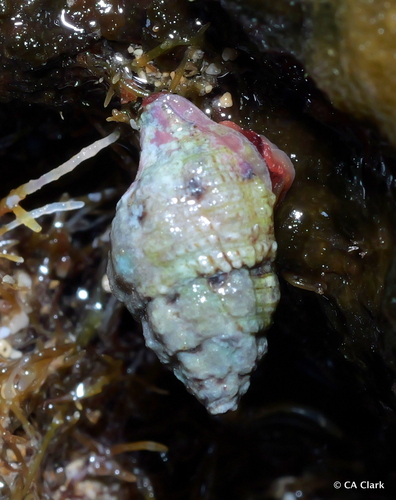 Peristernia chlorostoma observed 2024-12-17