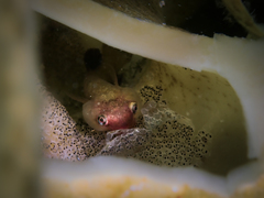 Apletodon dentatus
