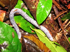 Image of Amphisbaena fuliginosa