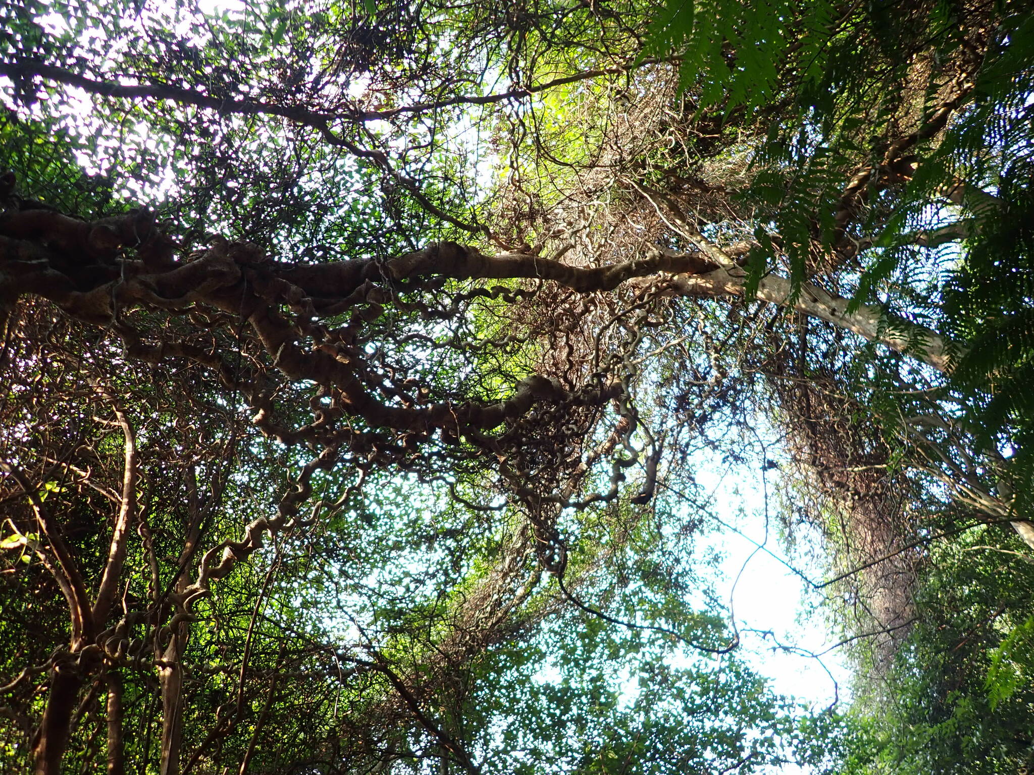 Imagem de Sementes-de-macaco
