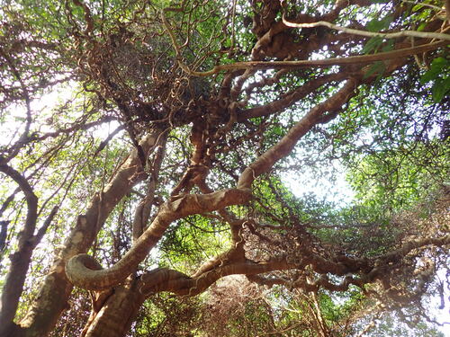 Foto de Sementes-de-macaco