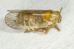 Dicranotropis hamata