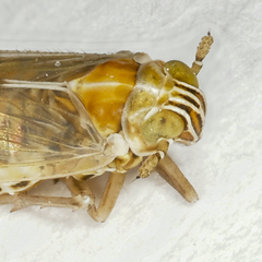 Dicranotropis hamata