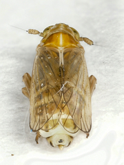 Dicranotropis hamata