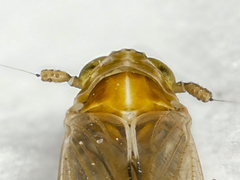 Dicranotropis hamata