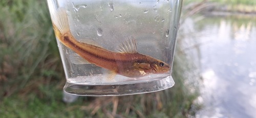Broadhead dwarf catfish (Pimelodella laticeps) — Heptapteridae — 4