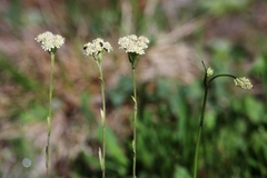 Antennaria corymbosa