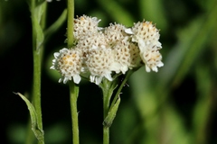 Antennaria corymbosa