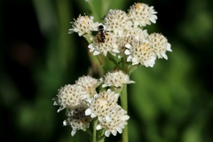 Antennaria corymbosa