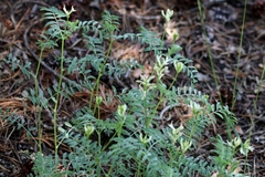Astragalus bolanderi