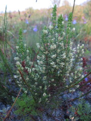 Erica imbricata