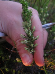 Erica imbricata