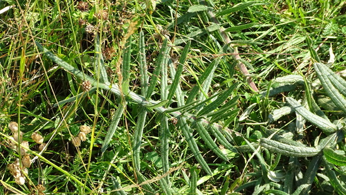 Lophiolepis eriophora