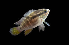 Laetacara flavilabris